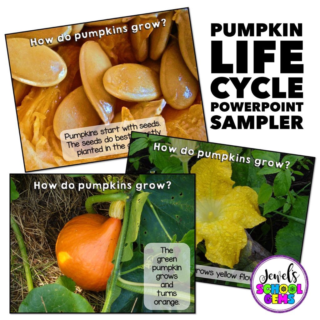 Free Pumpkin Life Cycle PowerPoint 